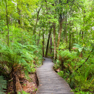 Waipoua