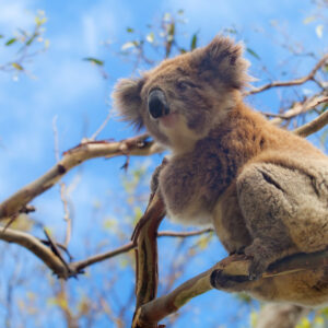Storbyer i Australien