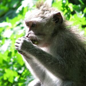 bali med børn monkey forest