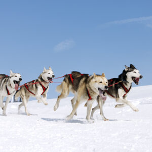 Hundeslæde i Canada