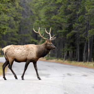 Banff nationalpark