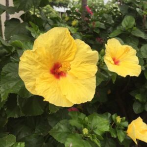 Gul blomst