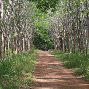 Koh Libong