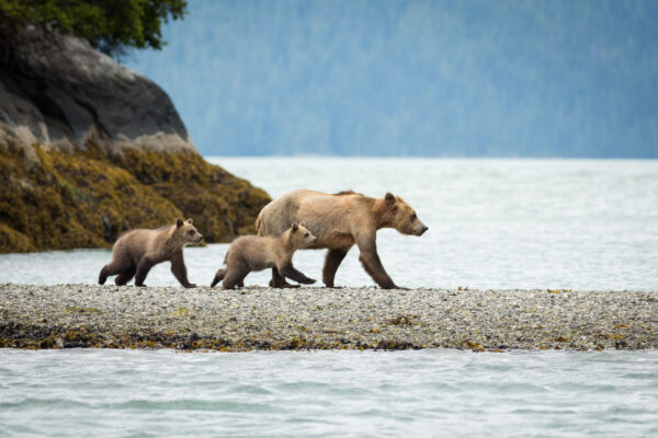 The Crossing, Canada